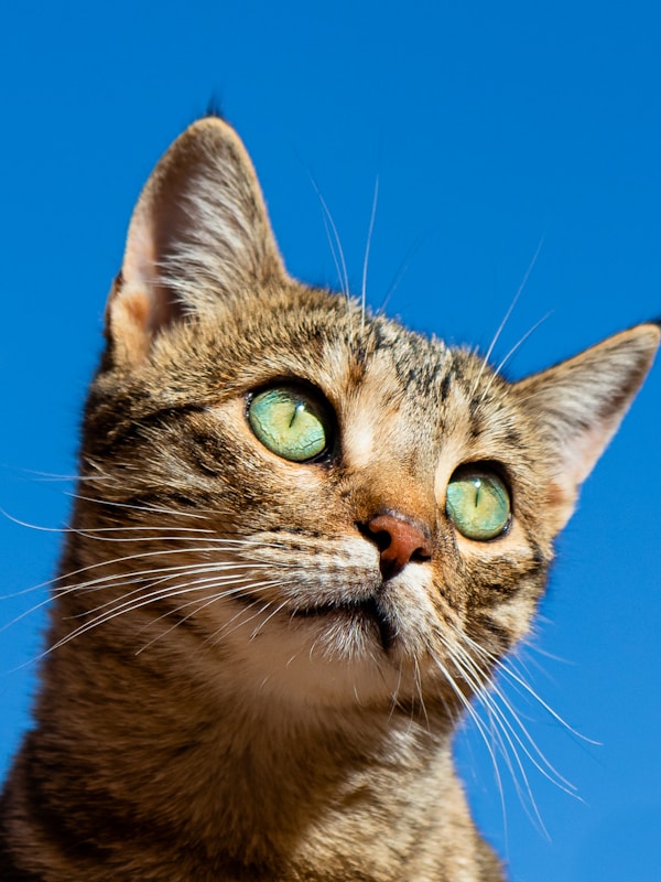 Cat Food
