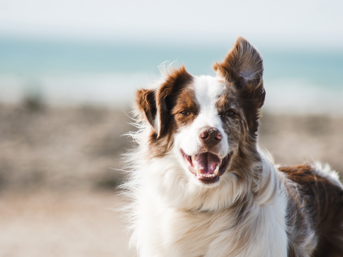 Premium Dog Food – Chicken