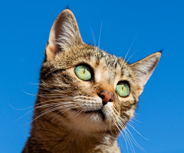 Organic Cat Food – Salmon