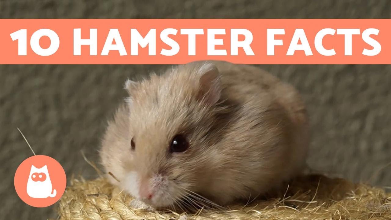 Syrian Hamster Lifespan