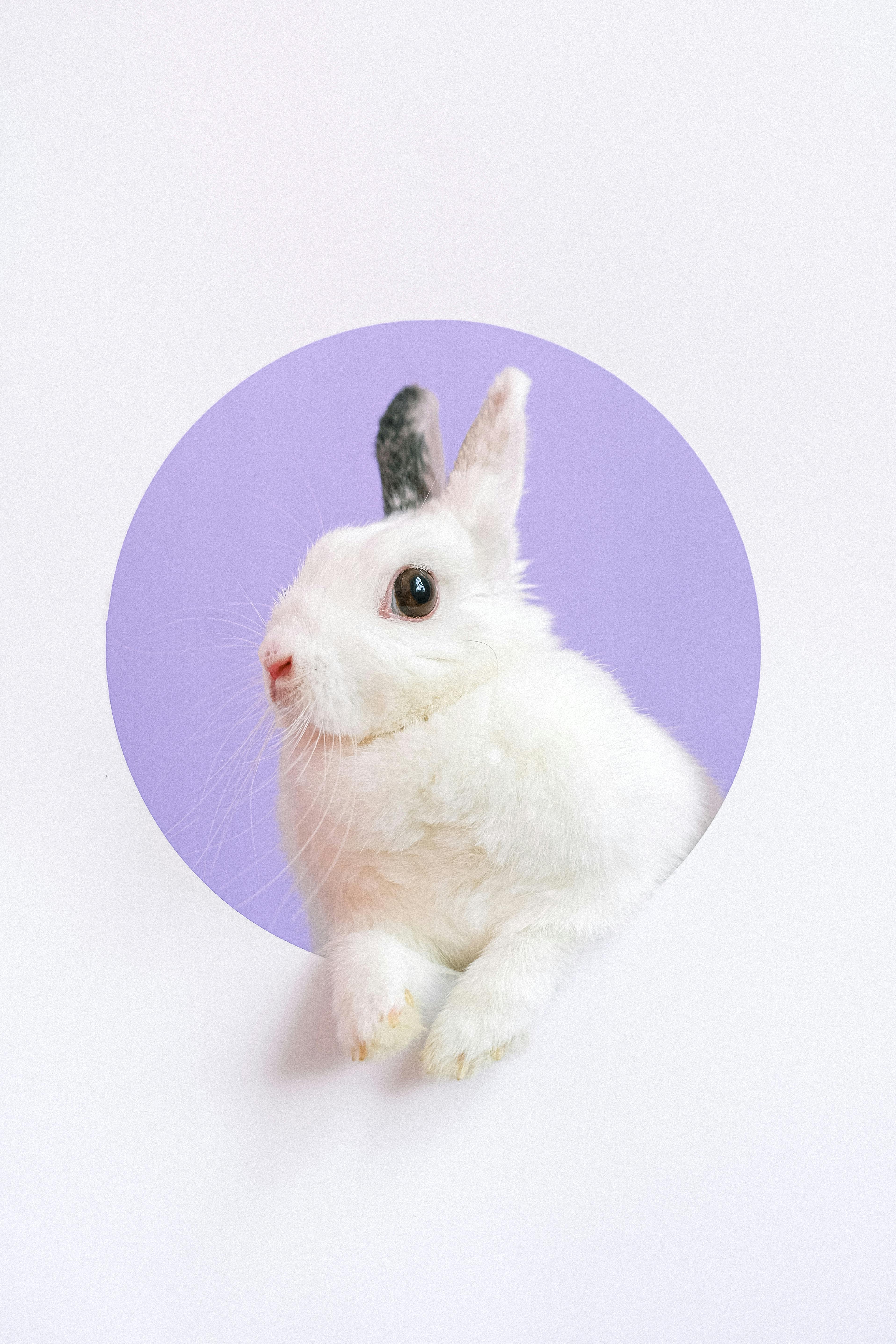Best 10 Options for Adopting Guinea Pigs in 2025
