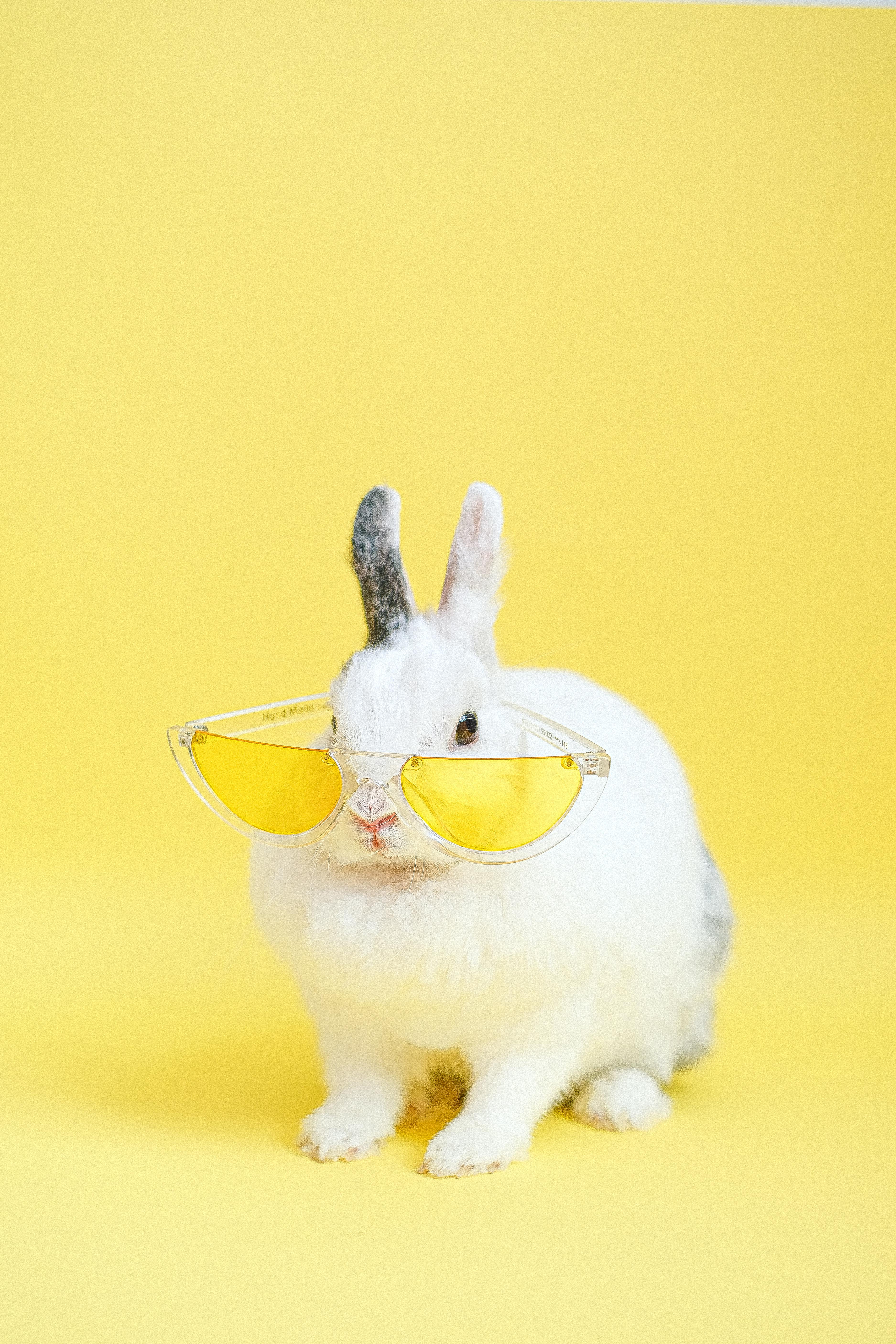 Chinchilla pet