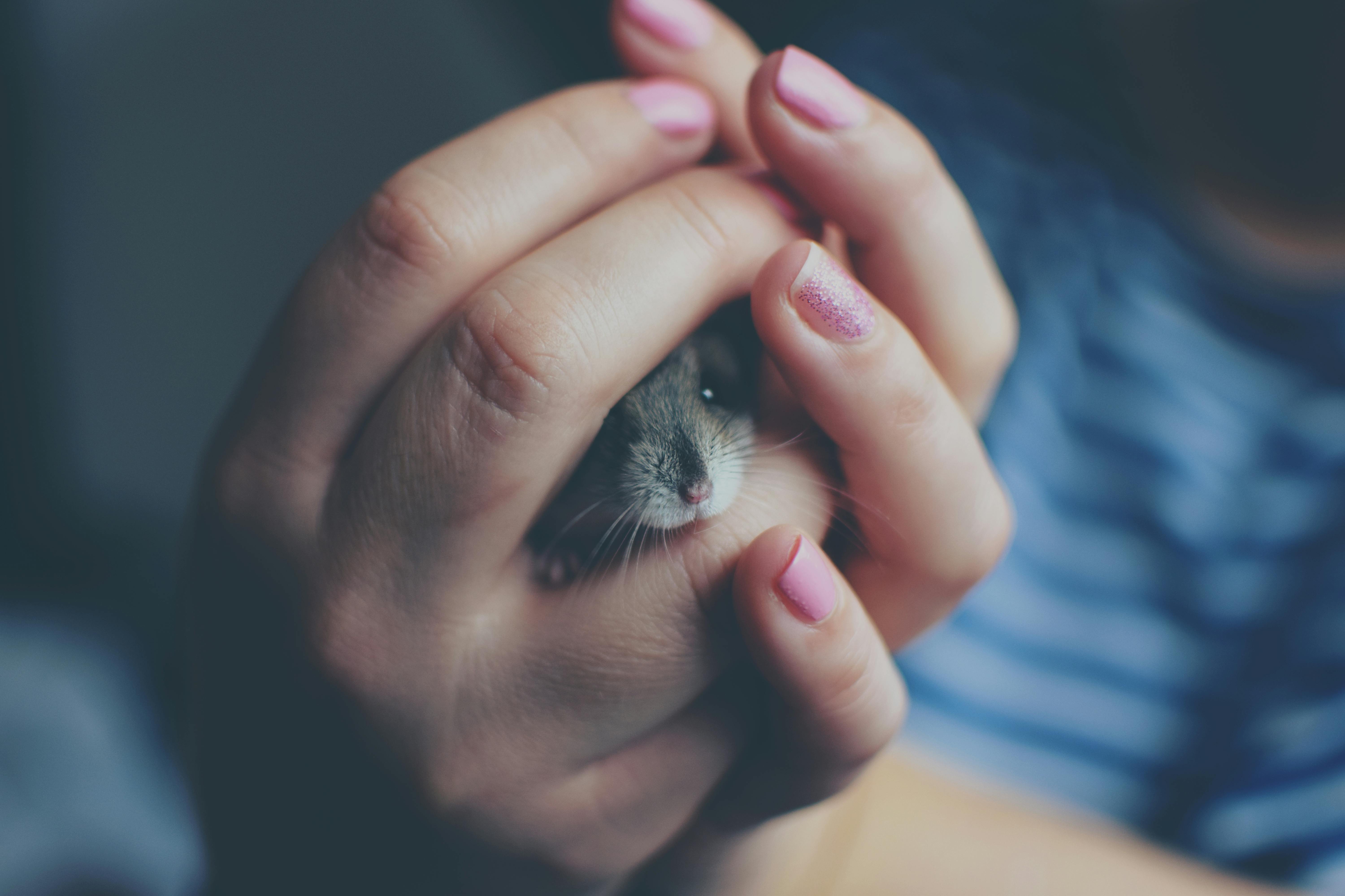 Smart Ways to Find Guinea Pigs for Sale in 2025: Explore Your Options