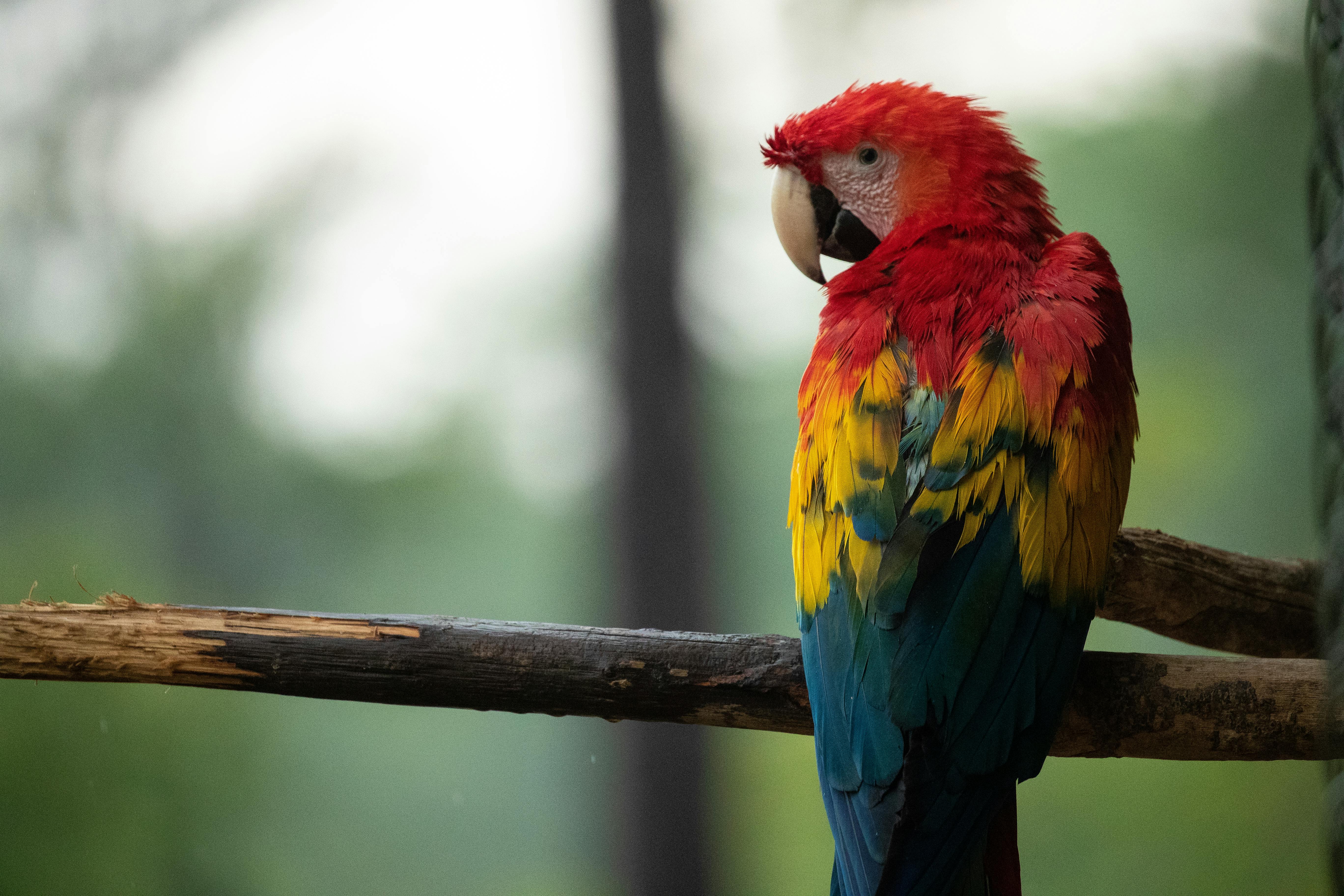 Effective Ways to Choose Adorable Fluffy Pets: Discover 2025's Top Options