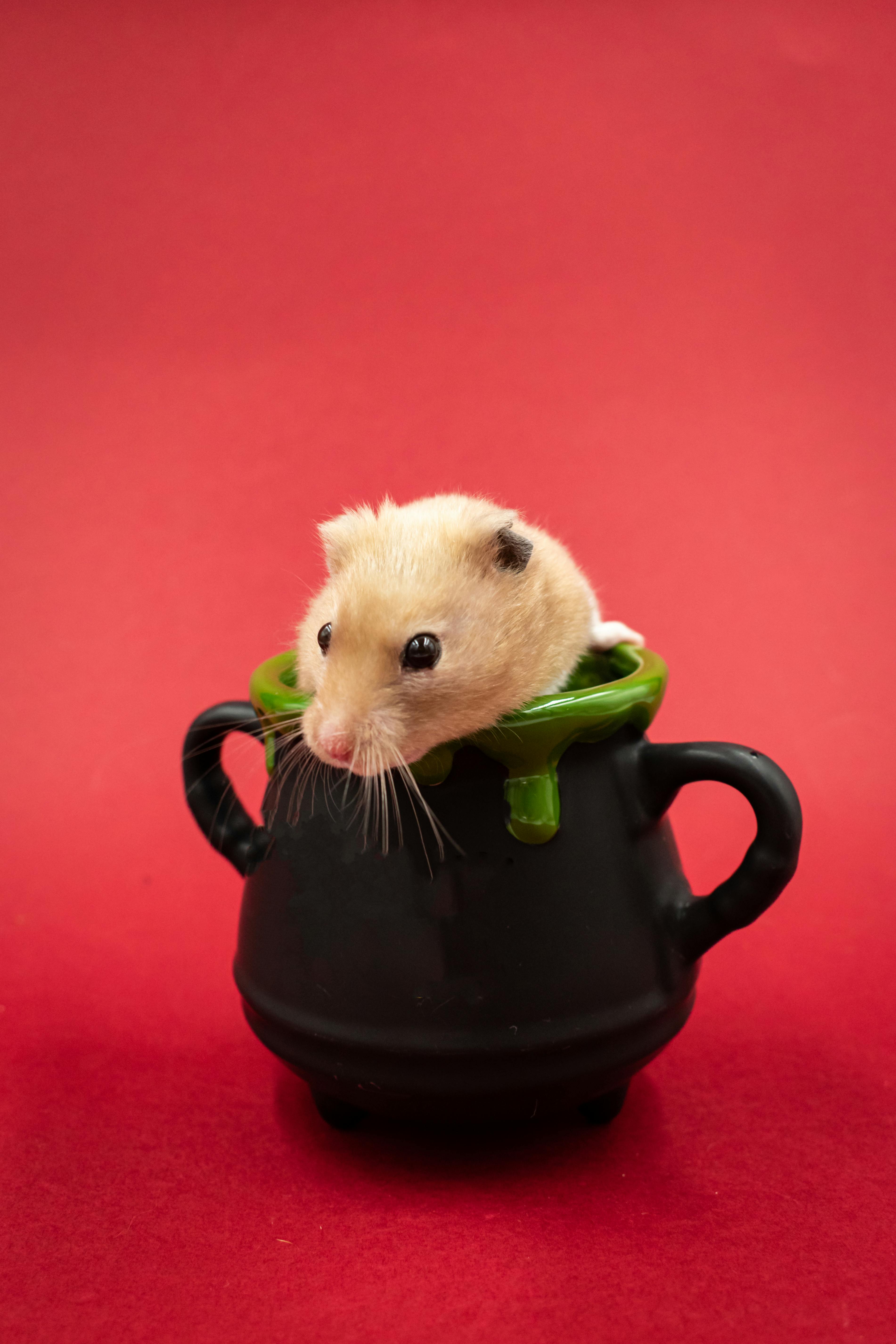 Guinea pig treats
