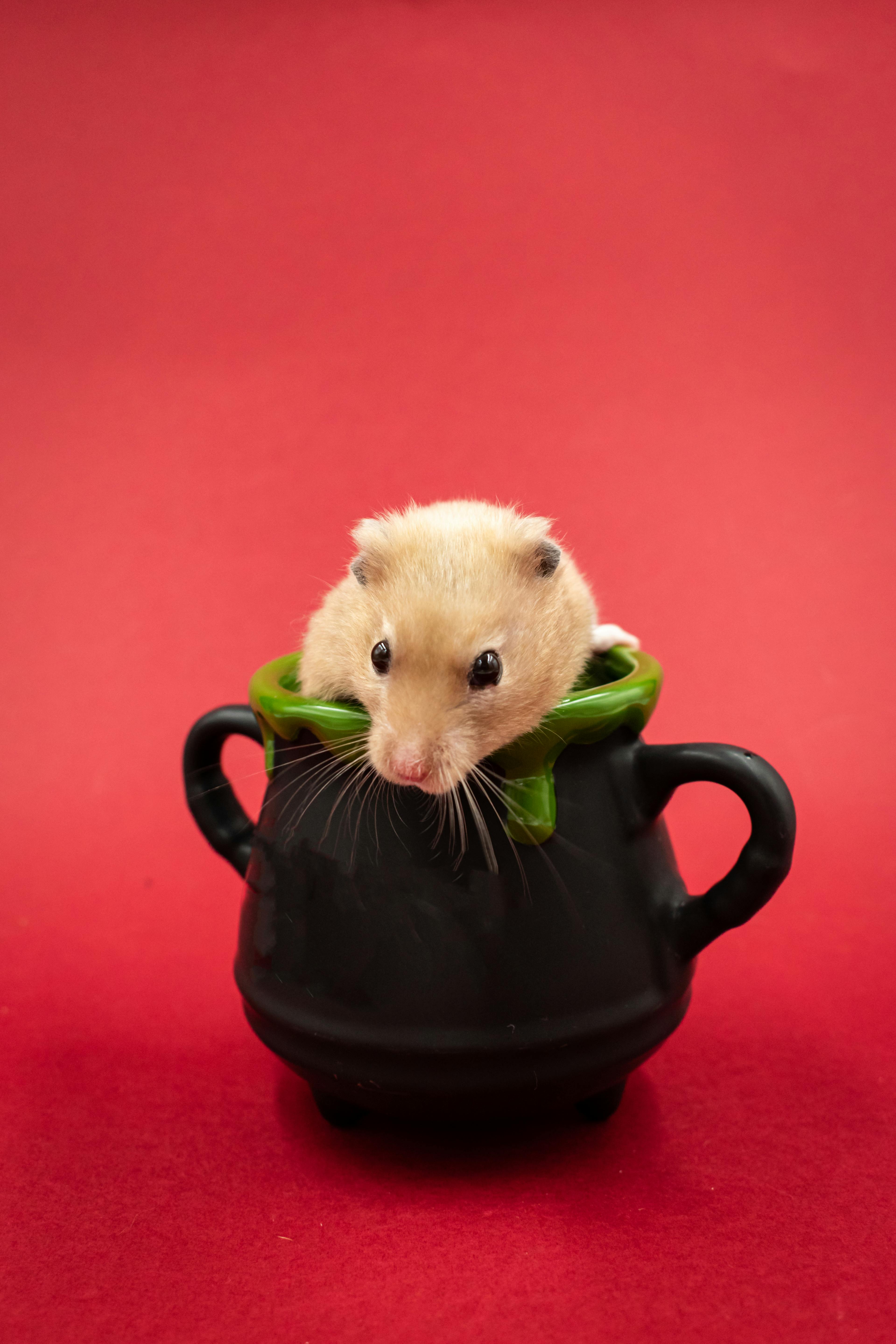 Best 5 Types of Hamsters to Consider: Modern Facts for 2025