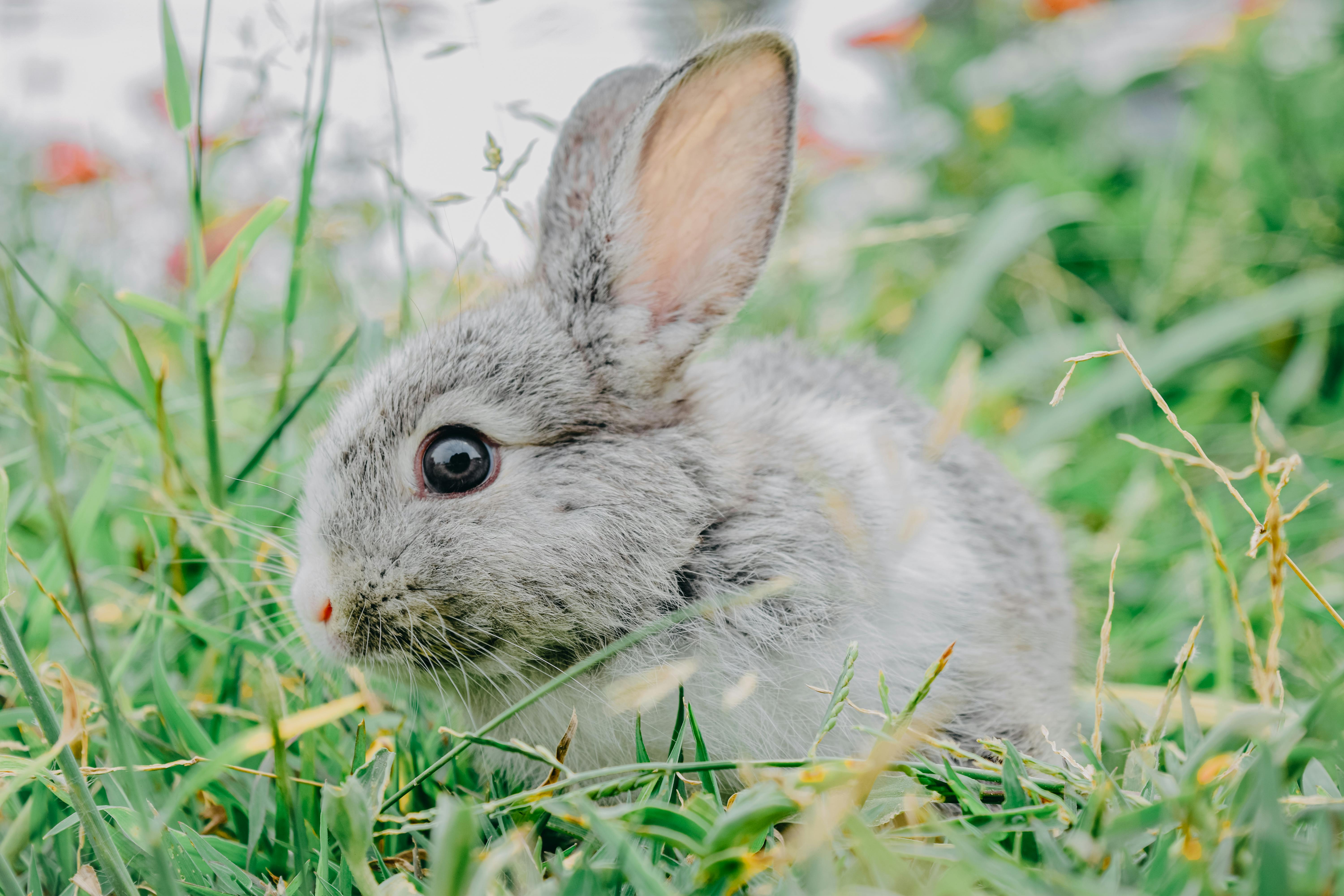 Are Mice Smart?