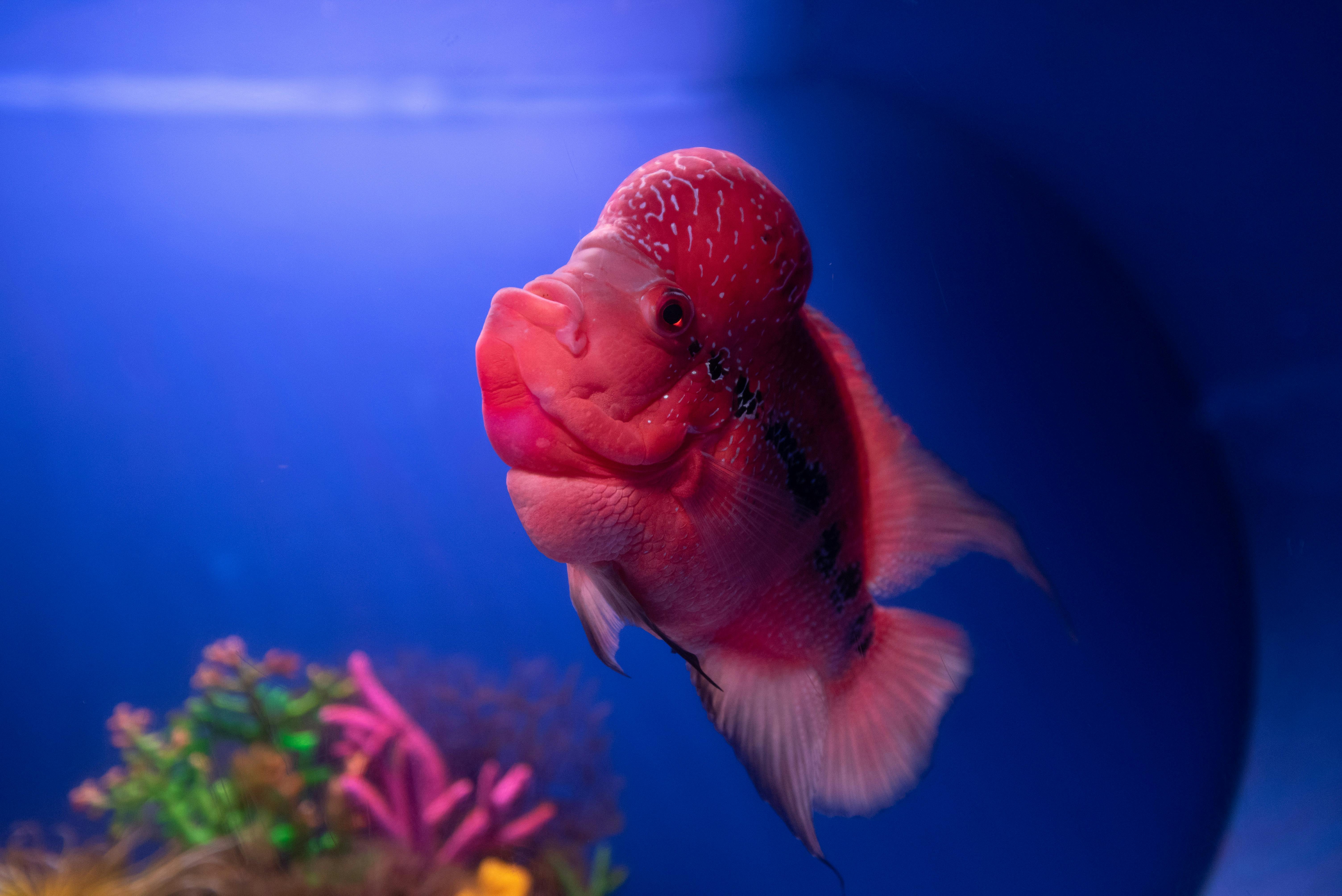 Best 5 Sharks for Your 2025 Fish Tank: Enhance Your Aquatic Decor