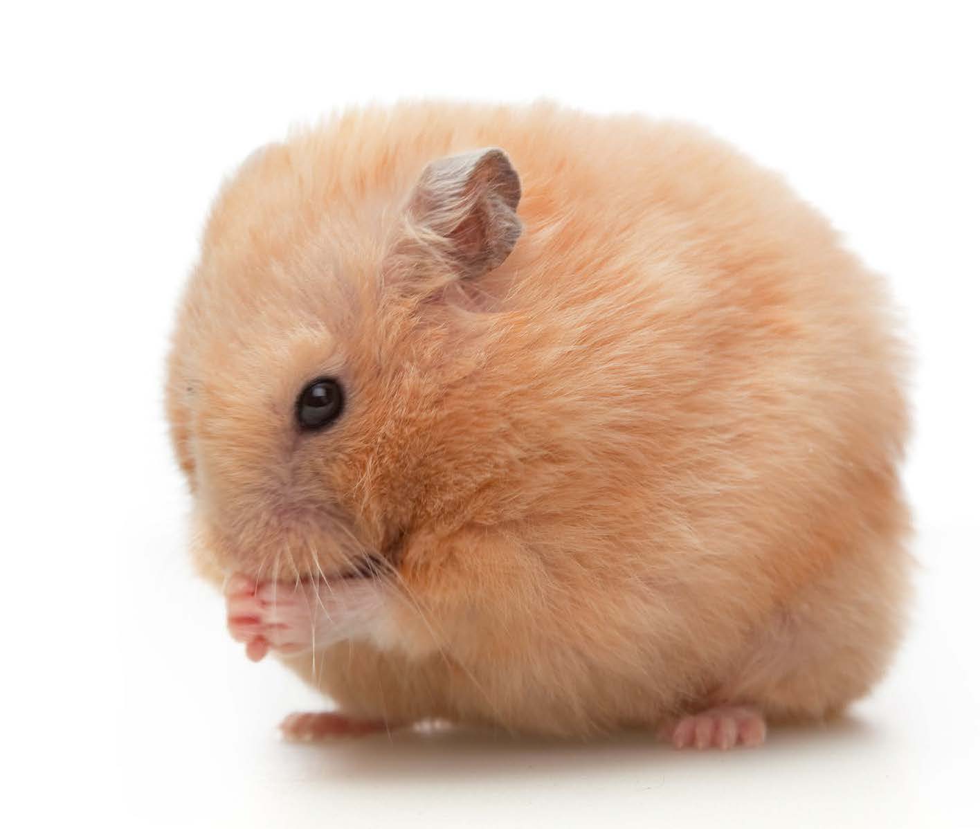 Effective Ways to Care for Your Teddy Bear Hamster in 2025 – Discover the Benefits!