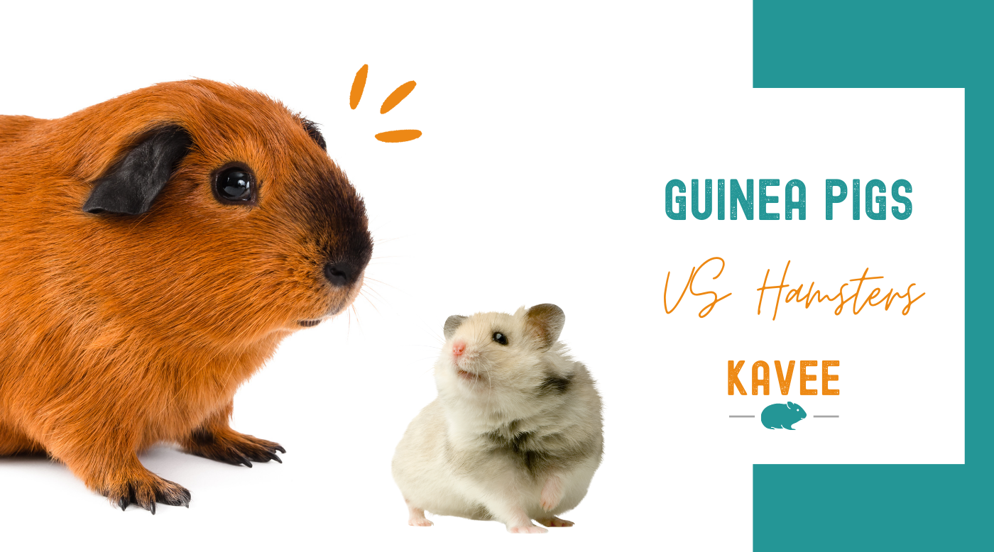 Effective Ways to Choose Between Hamster and Guinea Pig: A 2025 Guide to Pet Ownership