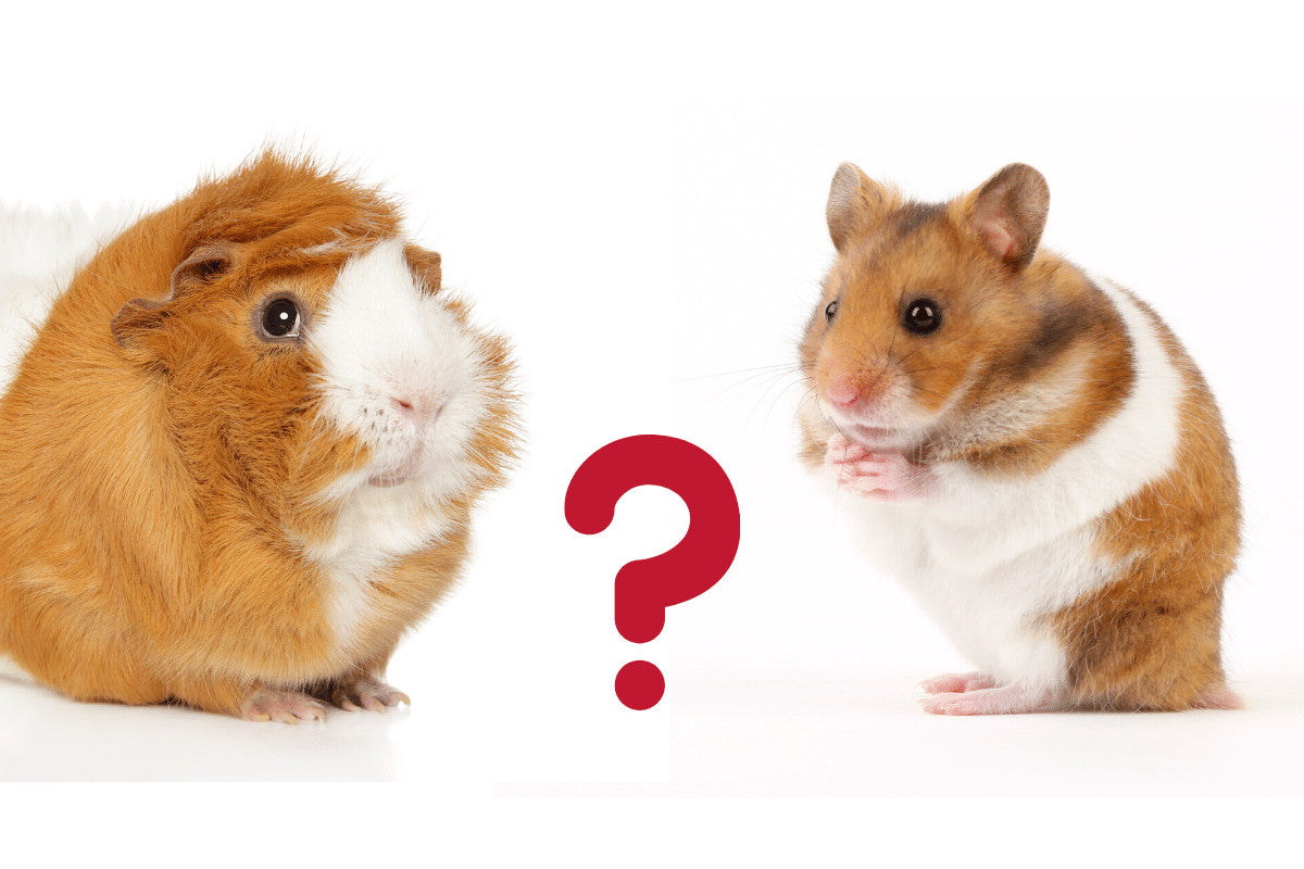 Smart Ways to Choose Between Guinea Pig and Hamster: A Practical Guide for 2025