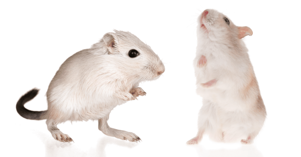 Smart Guide to Hamster vs Gerbil: Discover Key Differences for Pet Lovers in 2025