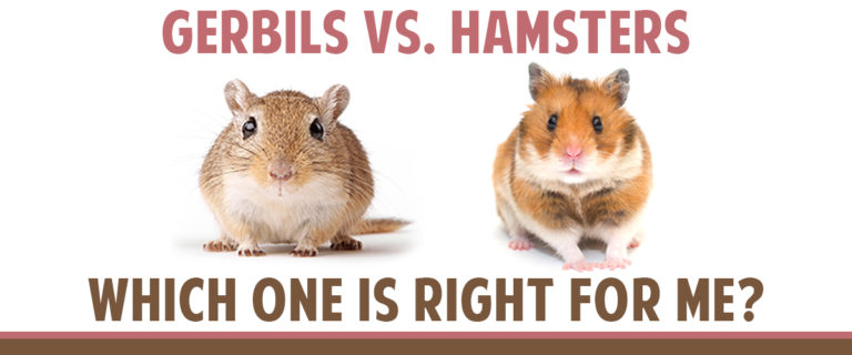 Hamster vs Gerbil Comparison