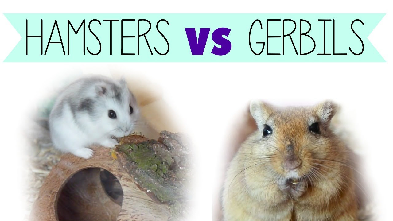 Hamsters and Gerbils Together