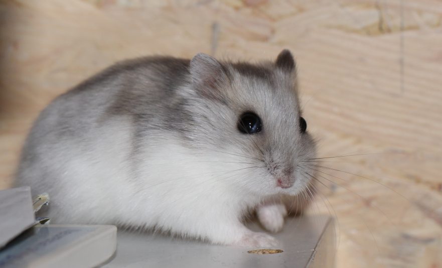 Top 5 Effective Ways to Care for Your Winter White Hamster in 2025