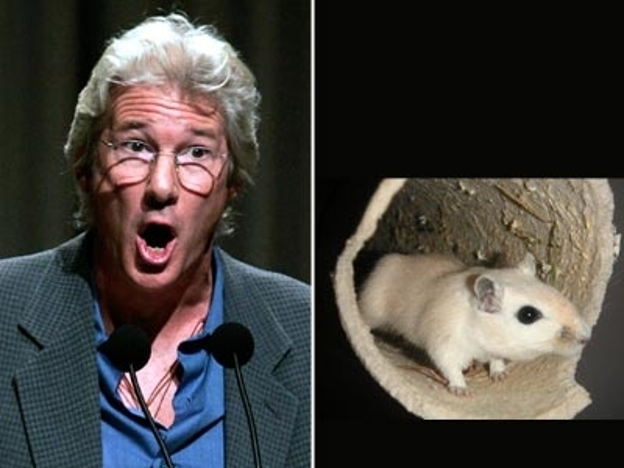 Hamster Care by Richard Gere