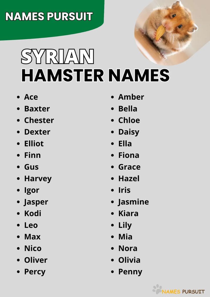 Funny Hamster Names