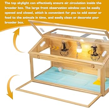 Smart Ways to Enjoy Sunroof Adventures with Your Hamster in 2025