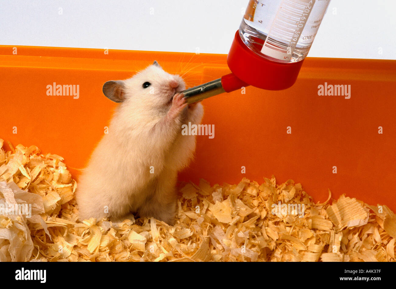 Effective Ways to Ensure Your Hamster Stays Hydrated in 2025