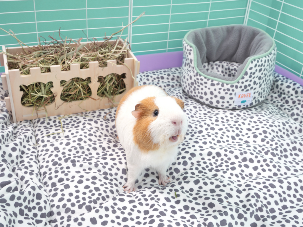 Effective Ways to Choose the Best Guinea Pig Bedding for 2025 Care