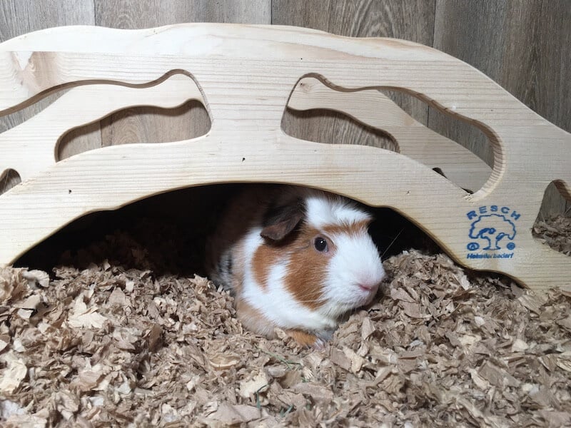 Bedding for Guinea Pigs