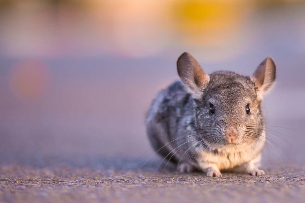 How to Properly Care for Your Chinchillas: Costs, Supplies, and Tips for 2025