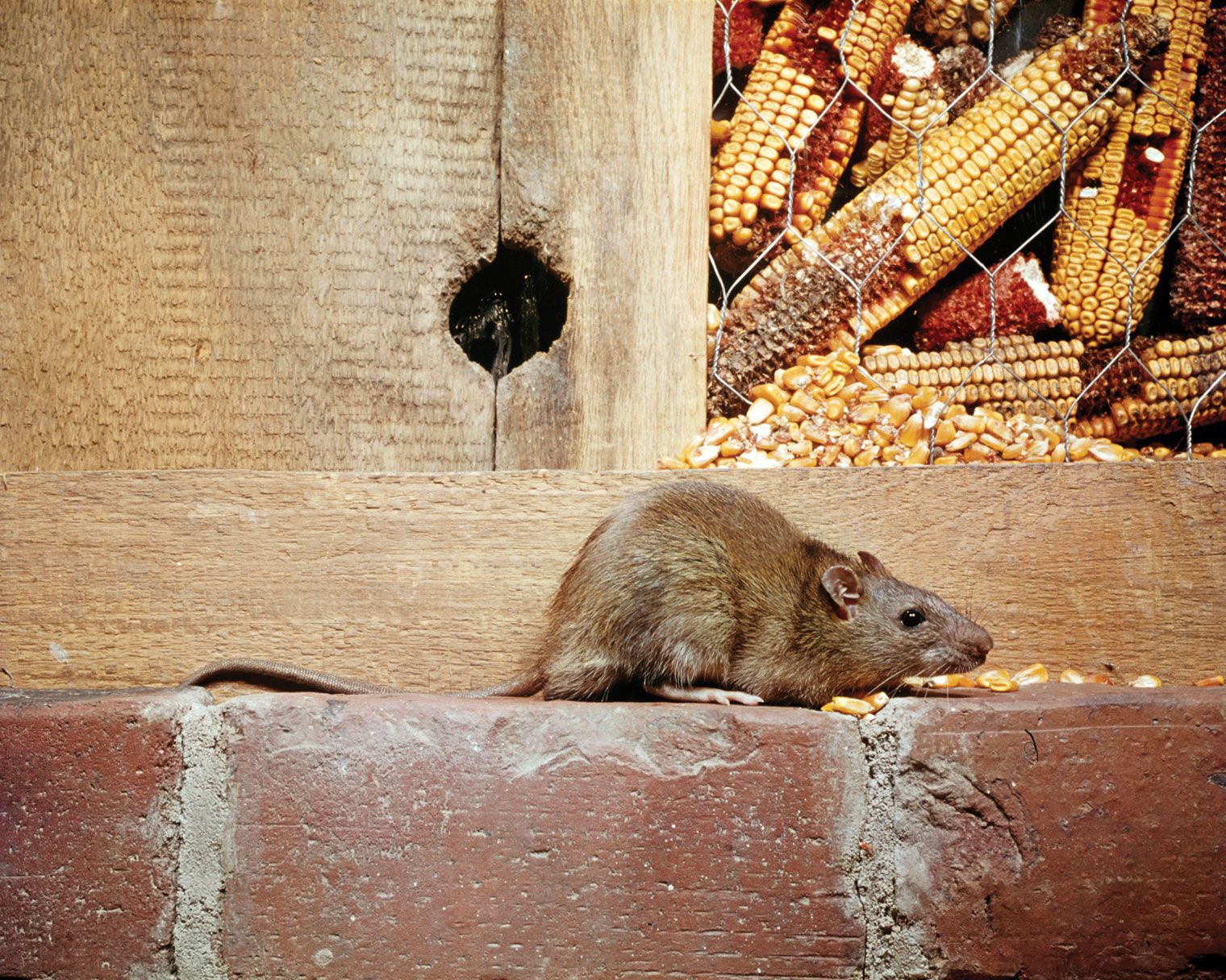 Smart Ways to Distinguish Baby Rats vs Mice: Current 2025 Insights