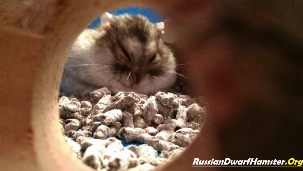 Hamster Sleeping Habits