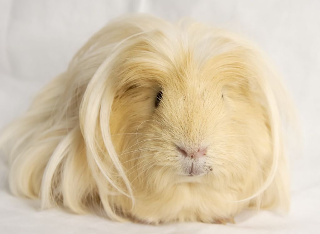 Smart Ways to Care for Long Hair Guinea Pigs in 2025: Essential Tips and Tricks