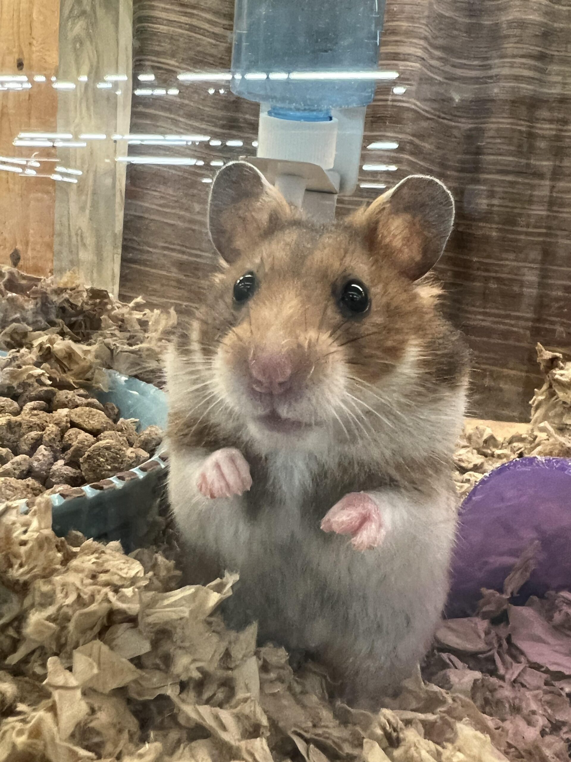 Explore 7 Essential Ways to Find Hamsters Near You in 2025!