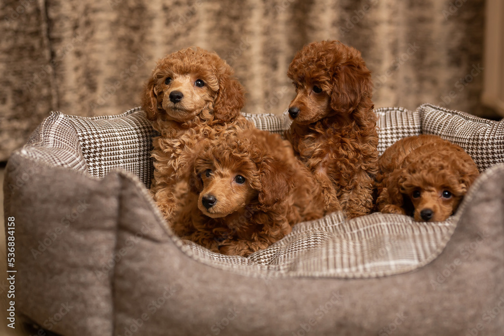 Smart Ways to Find the Best Real Cute Puppies for Your Family in 2025