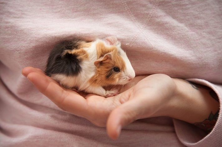 How to Care for Guinea Pig Babies: Essential Tips for Proud Pet Owners in 2025