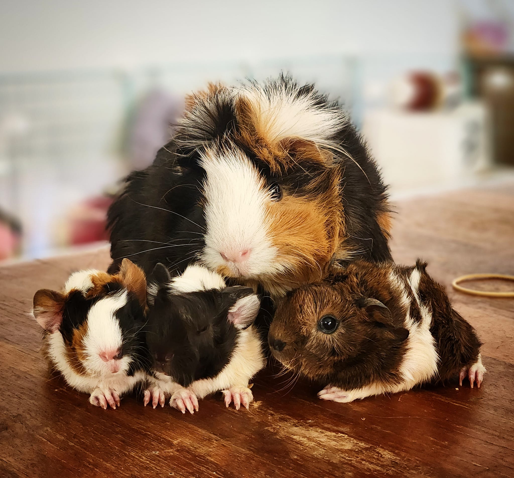 Guinea Pig Babies