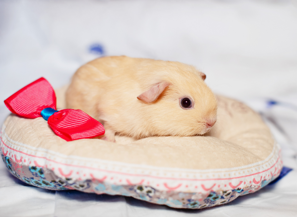 Cute Baby Guinea Pigs