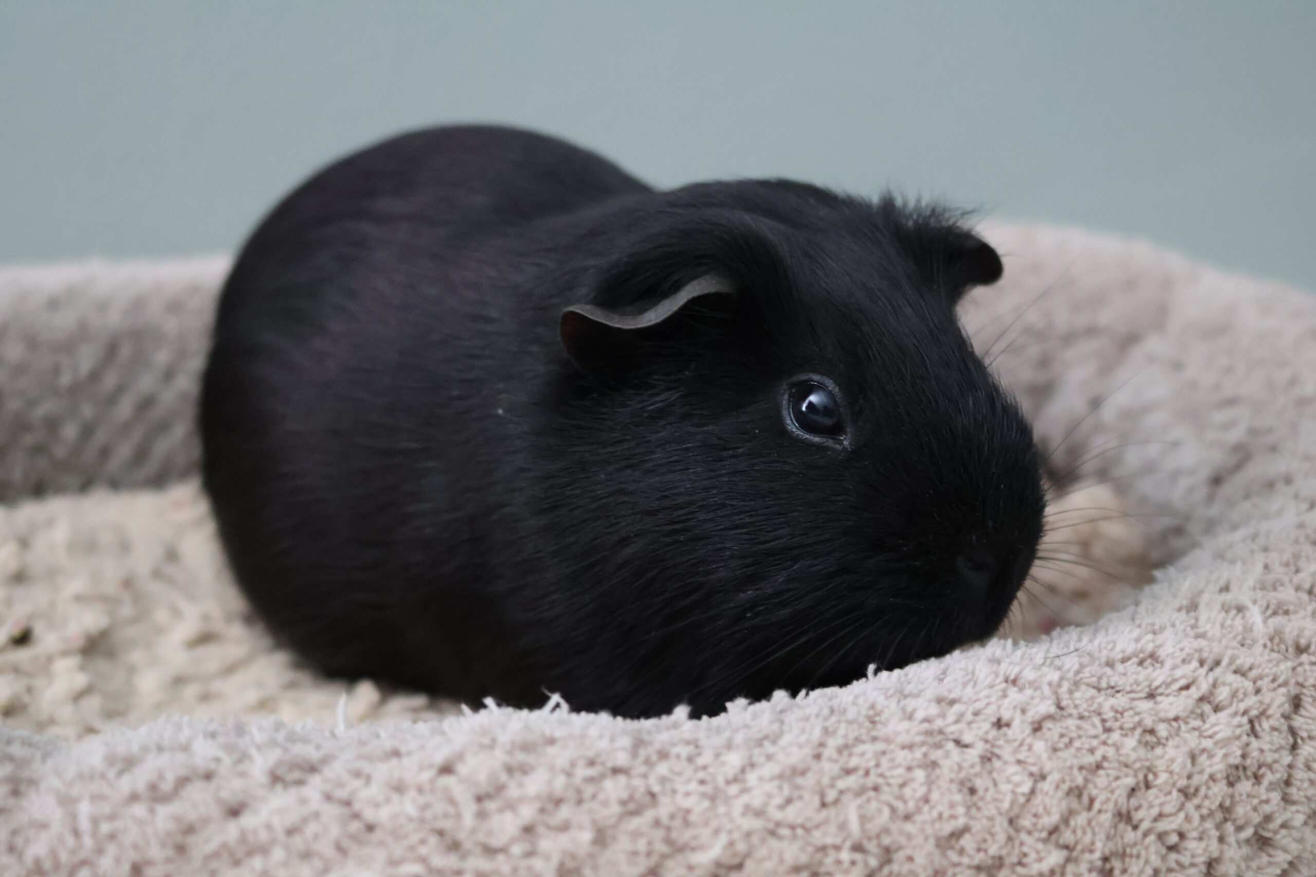 Smart Ways to Care for Your Black Guinea Pig in 2025: Essential Tips and Insights