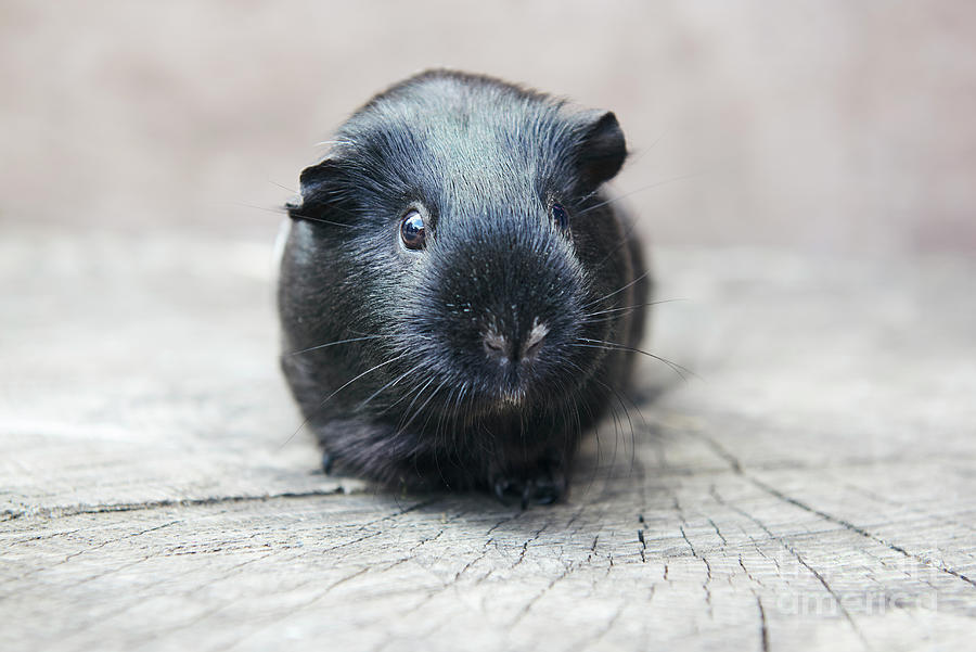 Black Guinea Pig in a habitat