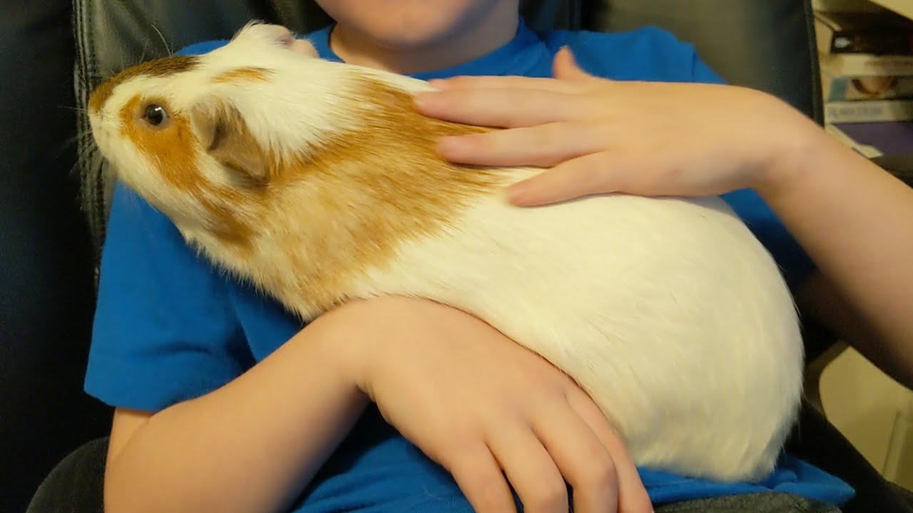 Big Guinea Pig