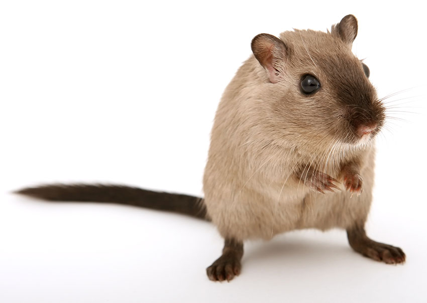 Discover the Truth About Hamsters: Do They Really Have Tails in 2025?