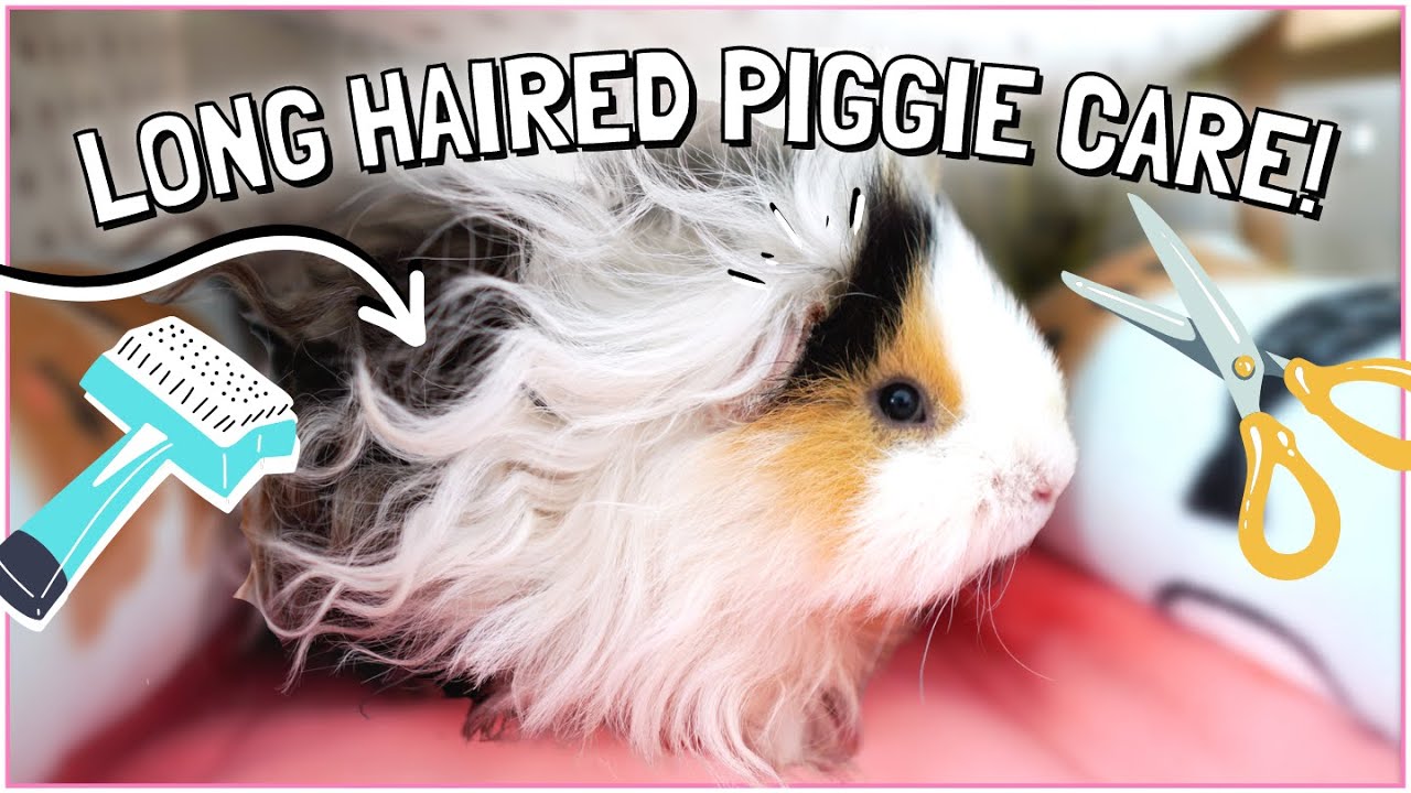 Discover the 5 Best Long Hair Guinea Pig Breeds for 2025: Enhance Your Pet Care!