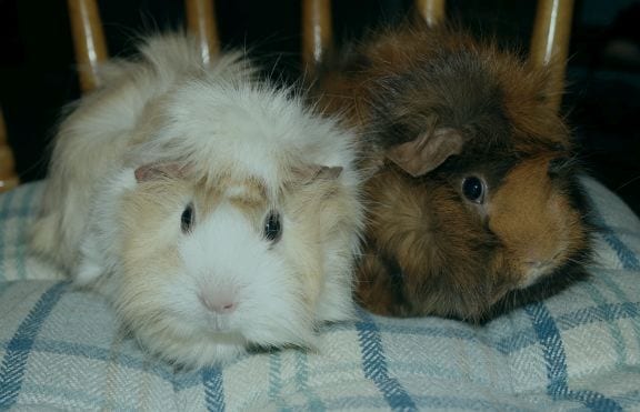 Best 7 Ways to Care for Your Fluffy Guinea Pig in 2025: Essential Tips for Happy Pets!