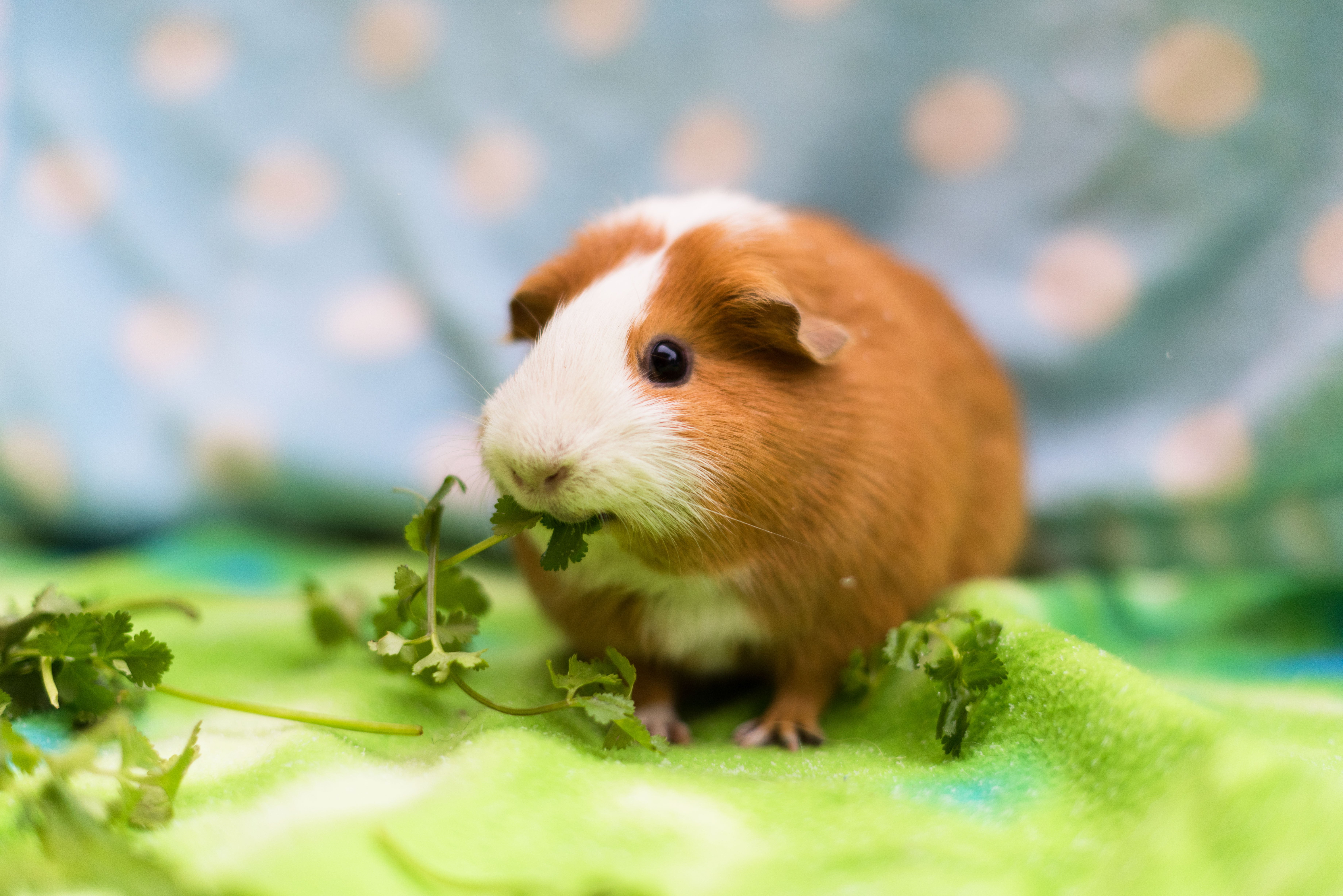 Adorable Guinea Pig