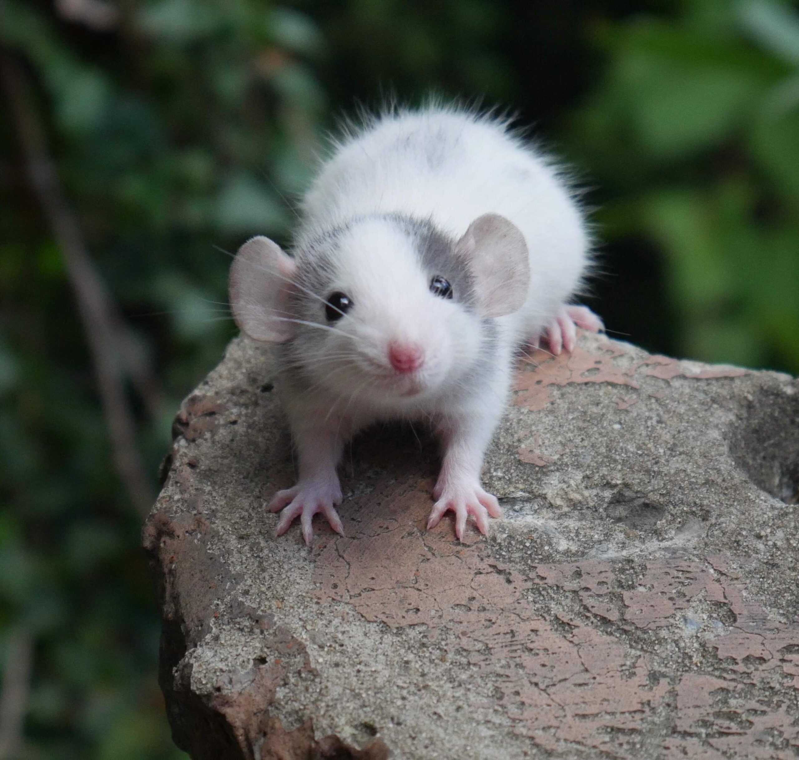 Discover 7 Cute Rat Pictures You Need to See in 2025! Learn More!