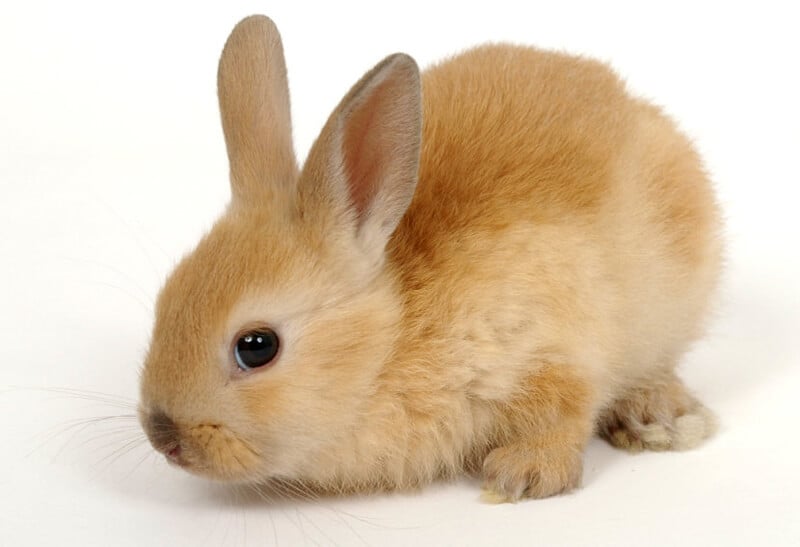 Top 5 Smart Options for Buying a Pet Rabbit in 2025 – Discover Your Perfect Companion!