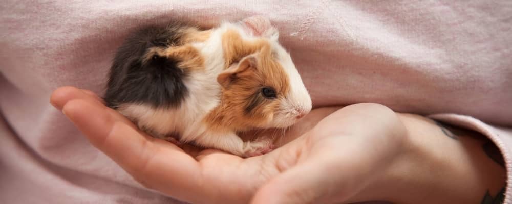 Top 5 Effective Ways to Care for Your Guinea Pig Babies in 2025