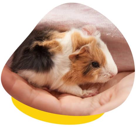 Cute Baby Guinea Pig