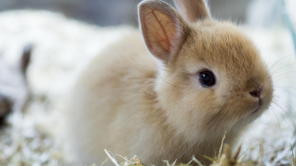 Top 5 Smallest Rabbit Breeds for Small Spaces in 2025: Explore the Cutest Options!