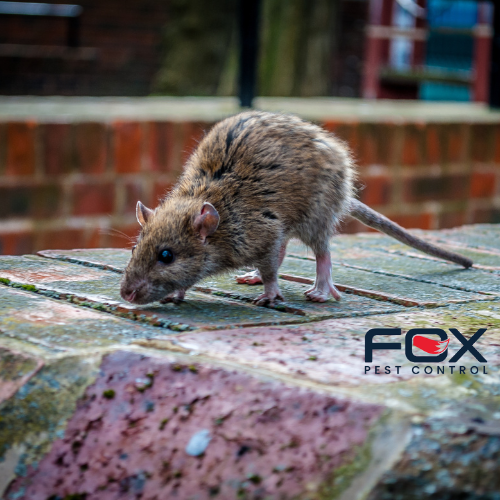 Effective Ways to Handle Rats Near Me: Expert Solutions for 2025