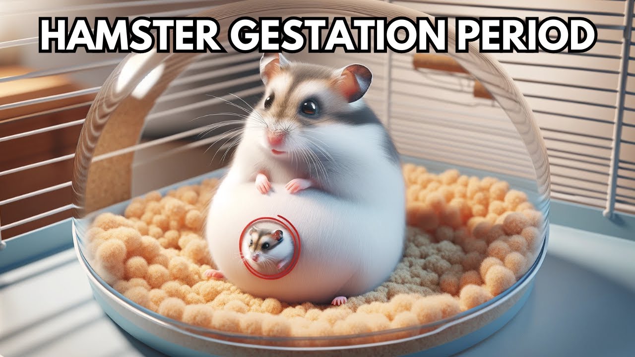 Essential Guide to Hamster Gestation Period: Learn More About Their Care in 2025