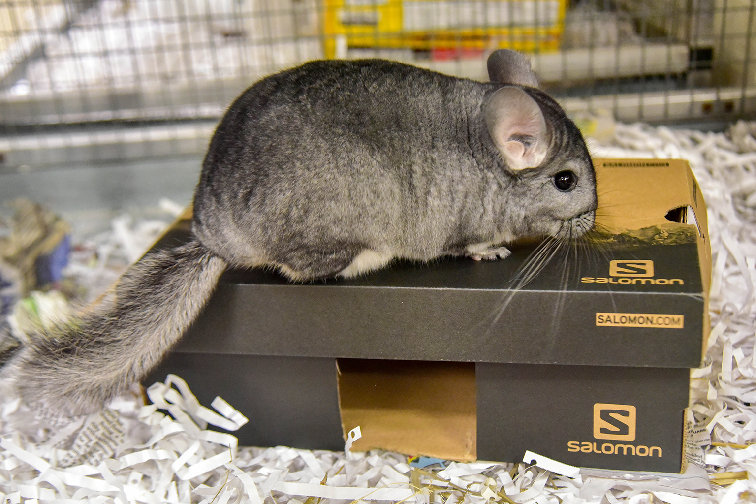 Effective Ways to Find Chinchillas Near You in 2025 – Discover Local Breeders!