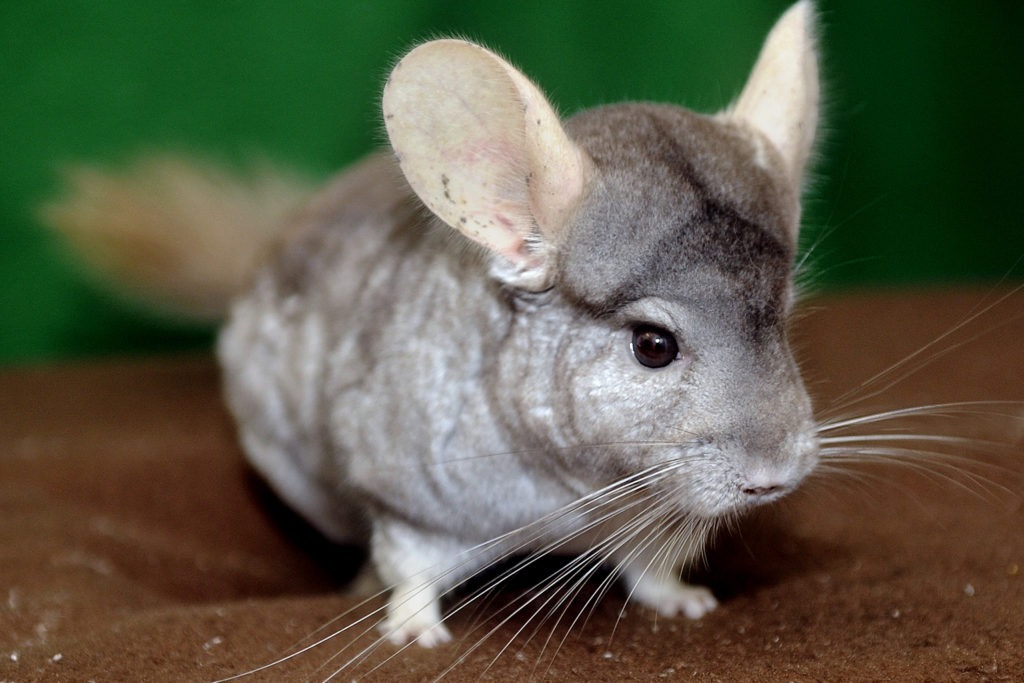 Chinchilla near me